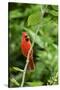 Northern Cardinal-Gary Carter-Stretched Canvas