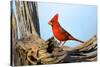 Northern Cardinals (Cardinalis Cardinalis) in the Family Cardinalidae-Richard Wright-Stretched Canvas