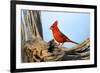 Northern Cardinals (Cardinalis Cardinalis) in the Family Cardinalidae-Richard Wright-Framed Photographic Print