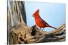 Northern Cardinals (Cardinalis Cardinalis) in the Family Cardinalidae-Richard Wright-Stretched Canvas