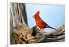 Northern Cardinals (Cardinalis Cardinalis) in the Family Cardinalidae-Richard Wright-Framed Photographic Print