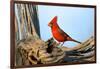 Northern Cardinals (Cardinalis Cardinalis) in the Family Cardinalidae-Richard Wright-Framed Photographic Print