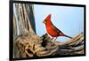 Northern Cardinals (Cardinalis Cardinalis) in the Family Cardinalidae-Richard Wright-Framed Photographic Print