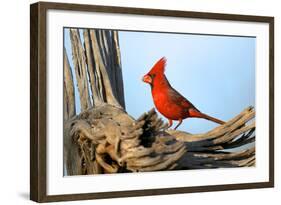 Northern Cardinals (Cardinalis Cardinalis) in the Family Cardinalidae-Richard Wright-Framed Photographic Print