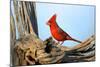 Northern Cardinals (Cardinalis Cardinalis) in the Family Cardinalidae-Richard Wright-Mounted Photographic Print