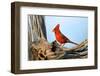 Northern Cardinals (Cardinalis Cardinalis) in the Family Cardinalidae-Richard Wright-Framed Photographic Print