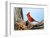 Northern Cardinals (Cardinalis Cardinalis) in the Family Cardinalidae-Richard Wright-Framed Photographic Print