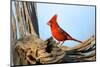 Northern Cardinals (Cardinalis Cardinalis) in the Family Cardinalidae-Richard Wright-Mounted Photographic Print