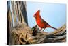 Northern Cardinals (Cardinalis Cardinalis) in the Family Cardinalidae-Richard Wright-Stretched Canvas