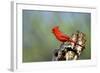 Northern Cardinals (Cardinalis Cardinalis) in the Family Cardinalidae-Richard Wright-Framed Photographic Print