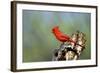 Northern Cardinals (Cardinalis Cardinalis) in the Family Cardinalidae-Richard Wright-Framed Photographic Print