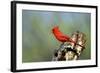 Northern Cardinals (Cardinalis Cardinalis) in the Family Cardinalidae-Richard Wright-Framed Photographic Print