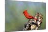 Northern Cardinals (Cardinalis Cardinalis) in the Family Cardinalidae-Richard Wright-Mounted Photographic Print