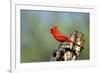 Northern Cardinals (Cardinalis Cardinalis) in the Family Cardinalidae-Richard Wright-Framed Photographic Print