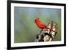 Northern Cardinals (Cardinalis Cardinalis) in the Family Cardinalidae-Richard Wright-Framed Photographic Print