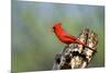 Northern Cardinals (Cardinalis Cardinalis) in the Family Cardinalidae-Richard Wright-Mounted Photographic Print