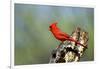 Northern Cardinals (Cardinalis Cardinalis) in the Family Cardinalidae-Richard Wright-Framed Photographic Print