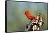 Northern Cardinals (Cardinalis Cardinalis) in the Family Cardinalidae-Richard Wright-Framed Stretched Canvas