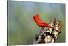 Northern Cardinals (Cardinalis Cardinalis) in the Family Cardinalidae-Richard Wright-Stretched Canvas