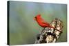 Northern Cardinals (Cardinalis Cardinalis) in the Family Cardinalidae-Richard Wright-Stretched Canvas