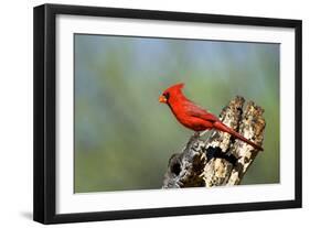 Northern Cardinals (Cardinalis Cardinalis) in the Family Cardinalidae-Richard Wright-Framed Photographic Print