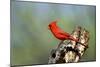 Northern Cardinals (Cardinalis Cardinalis) in the Family Cardinalidae-Richard Wright-Mounted Photographic Print