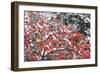 Northern Cardinals females on Common Winterberry (Ilex verticillata) in snow Marion, Illinois, USA.-Richard & Susan Day-Framed Photographic Print