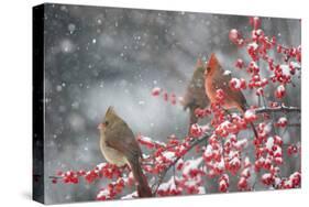Northern Cardinals in Common Winterberry, Marion, Illinois, Usa-Richard ans Susan Day-Stretched Canvas