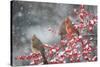 Northern Cardinals in Common Winterberry, Marion, Illinois, Usa-Richard ans Susan Day-Stretched Canvas