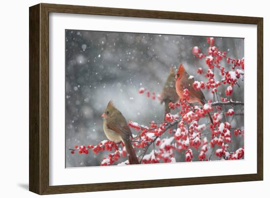 Northern Cardinals in Common Winterberry, Marion, Illinois, Usa-Richard ans Susan Day-Framed Photographic Print