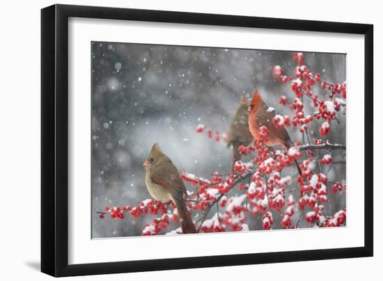 Northern Cardinals in Common Winterberry, Marion, Illinois, Usa-Richard ans Susan Day-Framed Photographic Print