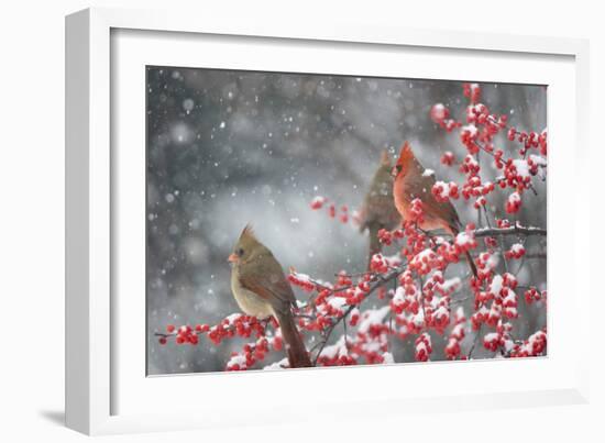 Northern Cardinals in Common Winterberry, Marion, Illinois, Usa-Richard ans Susan Day-Framed Photographic Print