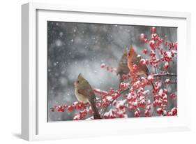 Northern Cardinals in Common Winterberry, Marion, Illinois, Usa-Richard ans Susan Day-Framed Photographic Print