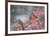 Northern Cardinals in Common Winterberry, Marion, Illinois, Usa-Richard ans Susan Day-Framed Photographic Print