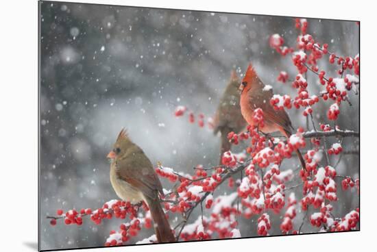 Northern Cardinals in Common Winterberry, Marion, Illinois, Usa-Richard ans Susan Day-Mounted Photographic Print