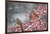 Northern Cardinals in Common Winterberry, Marion, Illinois, Usa-Richard ans Susan Day-Framed Photographic Print