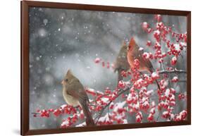 Northern Cardinals in Common Winterberry, Marion, Illinois, Usa-Richard ans Susan Day-Framed Photographic Print