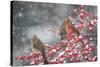 Northern Cardinals in Common Winterberry, Marion, Illinois, Usa-Richard ans Susan Day-Stretched Canvas