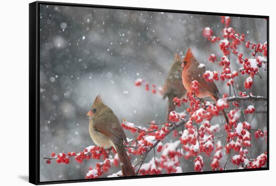 Northern Cardinals in Common Winterberry, Marion, Illinois, Usa-Richard ans Susan Day-Framed Stretched Canvas