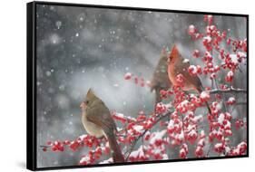 Northern Cardinals in Common Winterberry, Marion, Illinois, Usa-Richard ans Susan Day-Framed Stretched Canvas