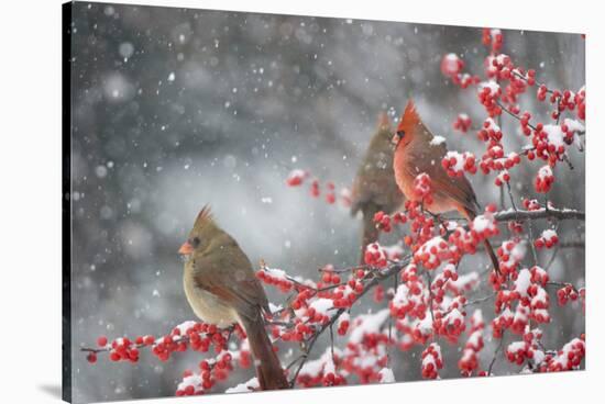 Northern Cardinals in Common Winterberry, Marion, Illinois, Usa-Richard ans Susan Day-Stretched Canvas