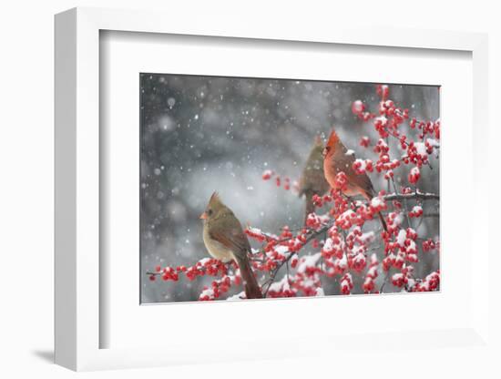 Northern Cardinals in Common Winterberry, Marion, Illinois, Usa-Richard ans Susan Day-Framed Photographic Print