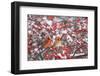 Northern Cardinals male & female on Common Winterberry (Ilex verticillata) in snow Marion Co. IL-Richard & Susan Day-Framed Photographic Print