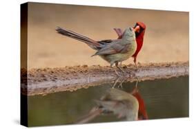 Northern Cardinals, Texas, USA-Larry Ditto-Stretched Canvas