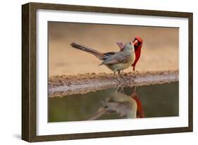 Northern Cardinals, Texas, USA-Larry Ditto-Framed Photographic Print