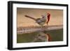 Northern Cardinals, Texas, USA-Larry Ditto-Framed Photographic Print