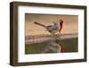 Northern Cardinals, Texas, USA-Larry Ditto-Framed Photographic Print