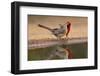 Northern Cardinals, Texas, USA-Larry Ditto-Framed Photographic Print