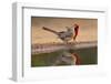 Northern Cardinals, Texas, USA-Larry Ditto-Framed Photographic Print