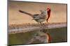 Northern Cardinals, Texas, USA-Larry Ditto-Mounted Photographic Print